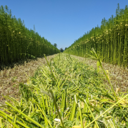 IVVD VS31 Klein Actieplan 5 Sanne