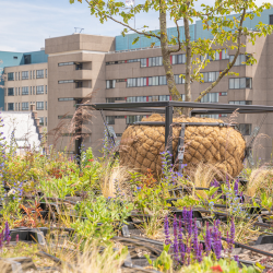 IVVD VS31 Klein Urban Jungle Termietentechniek