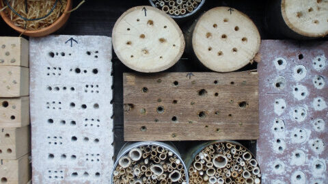 Insect hotel 259638 480x0