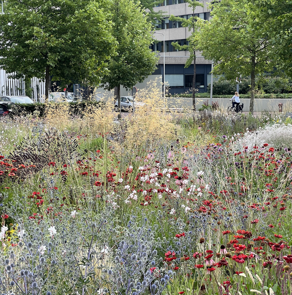 Tuin foto 2